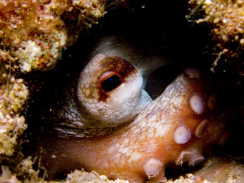 moPhoto300 mystic octopus