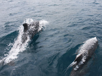 moPhoto830 dolphins easter