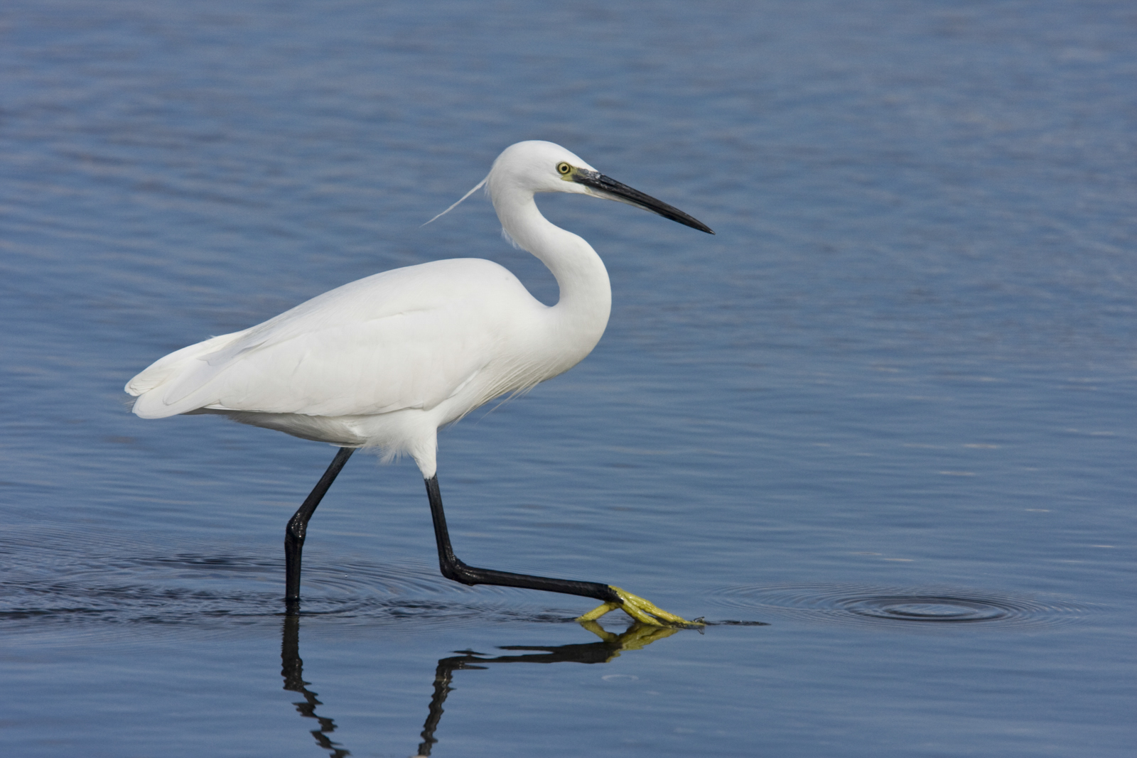 Little Egret Lefkotsiknias Egretta garzetta
